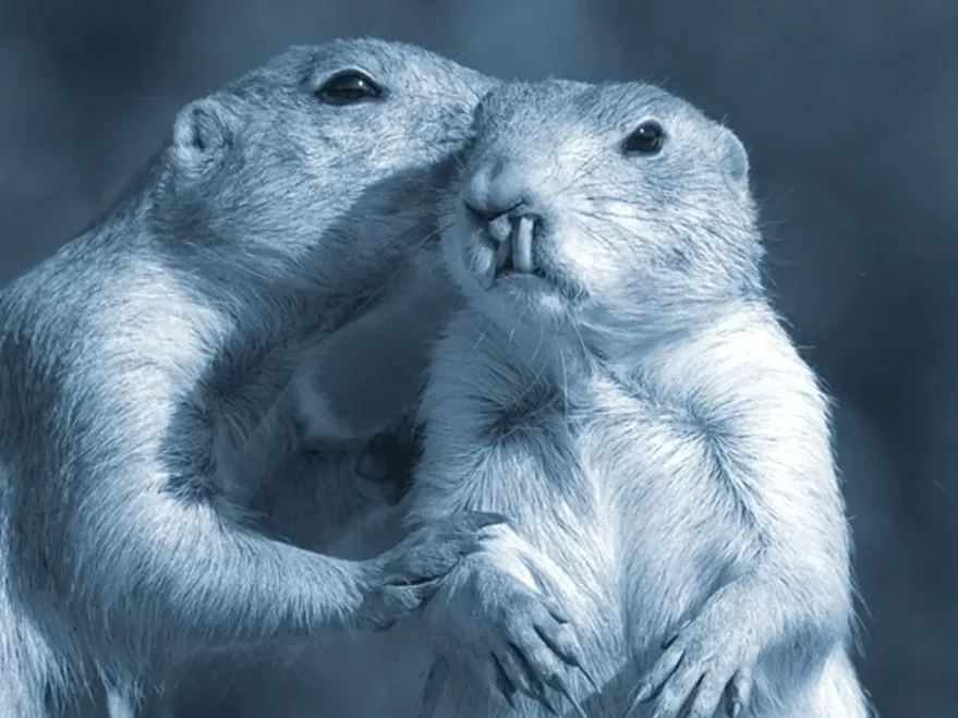 Two prairie dogs appearing to whisper to one another — a light-hearted illustration of whispered interpreting